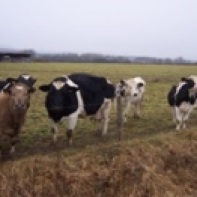 vaches1